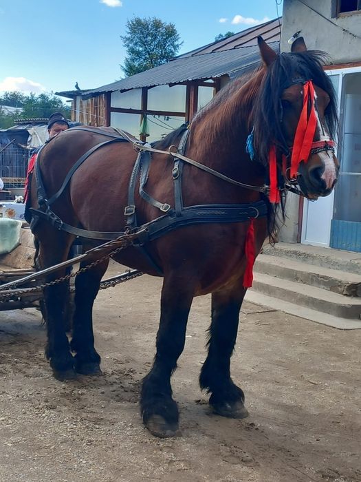 Vând Armăsar Polonez