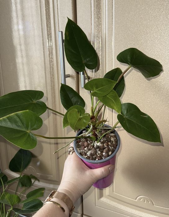 Антуриум Сяо Цзяо