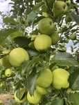 Mere ionathan,golden si prune de vanzare