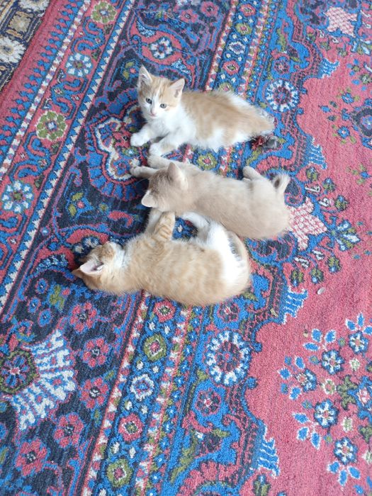 Отдам даром котяток
