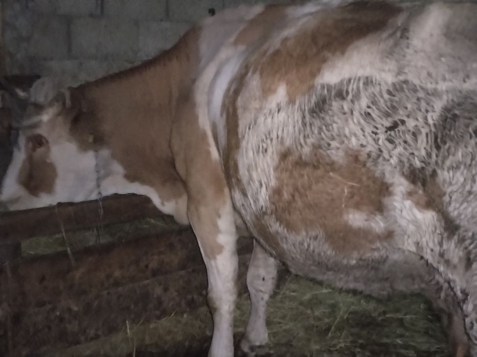 Vind 2 vaci gestante