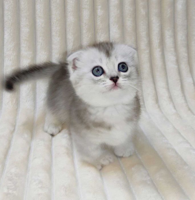 Продается ШЫКАРНЫЙ серебрянный котенок Манчкин девочка