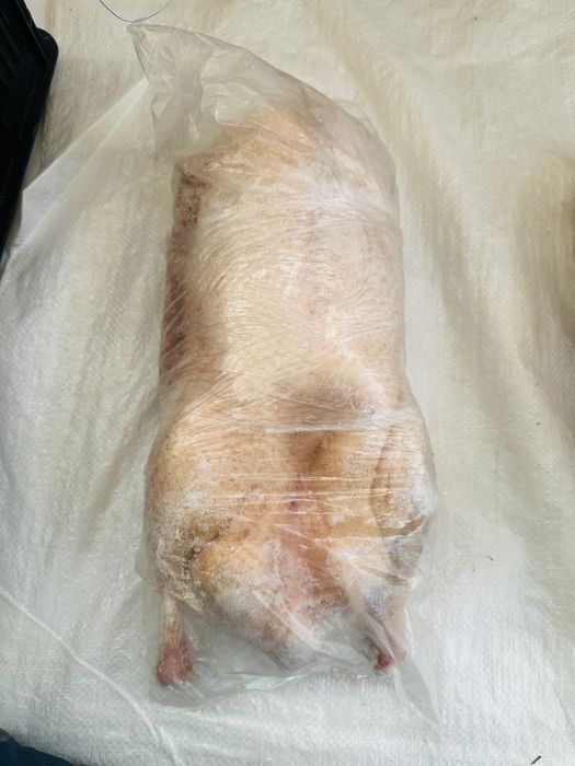 Гуси из Петропавловска.