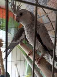 Среден папагал Корела женска