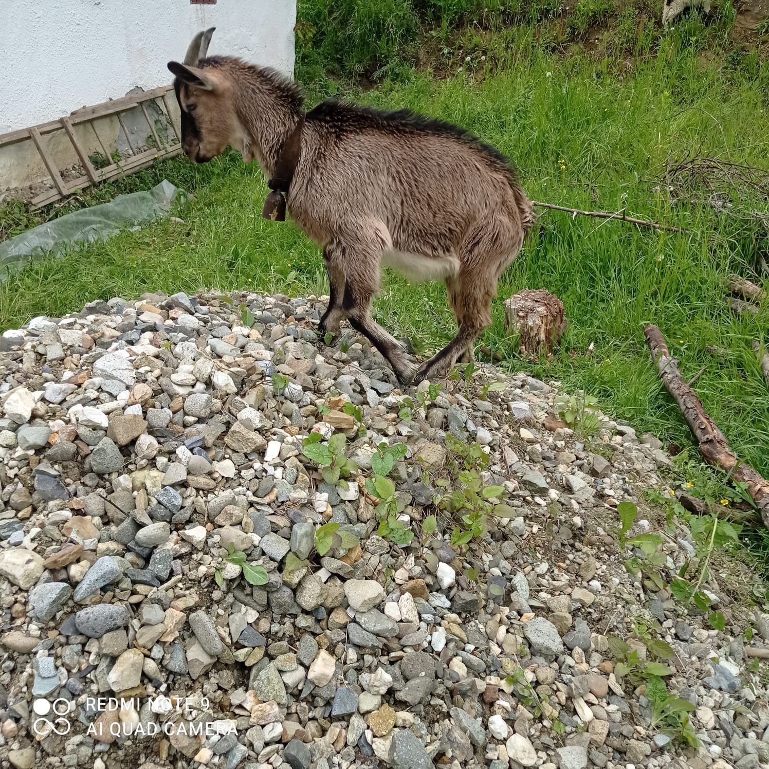 Țap alpin francez