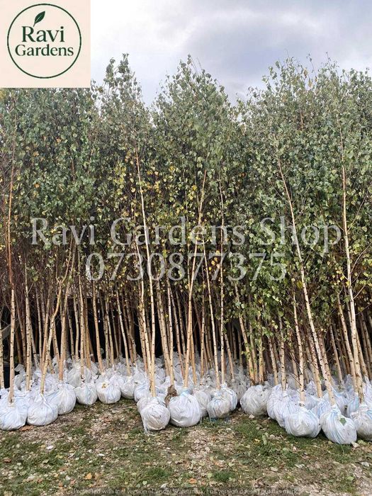 Copaci Foioși La Balot | Carpen, Mesteacăn | Plata la Livrare