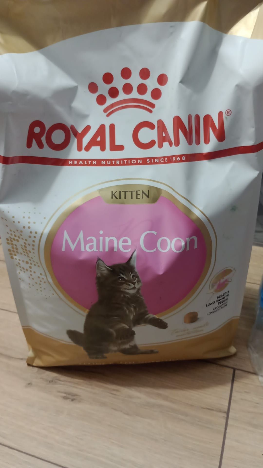 Bobite pt Mainecoon