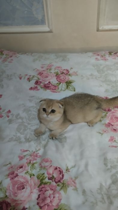 Sotiladi Skotish fold