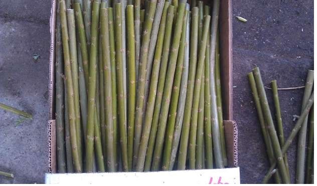 Vand butasi de plop si salcie energetica