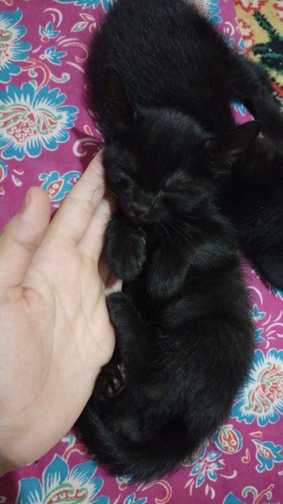 Милые котята в добрые руки