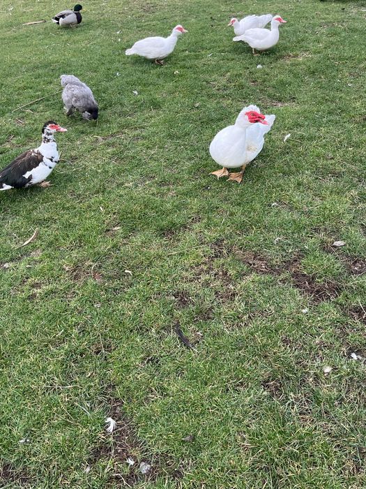 Rațe mute de vânzare