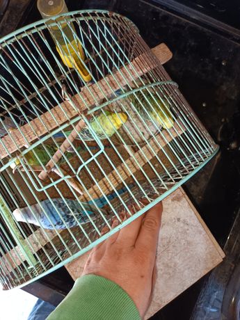 Schimb papagali peirus