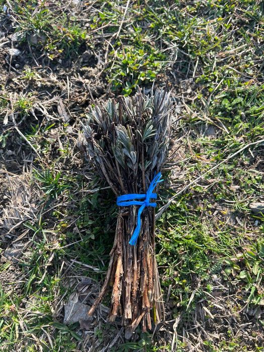 Лавандула / Резници