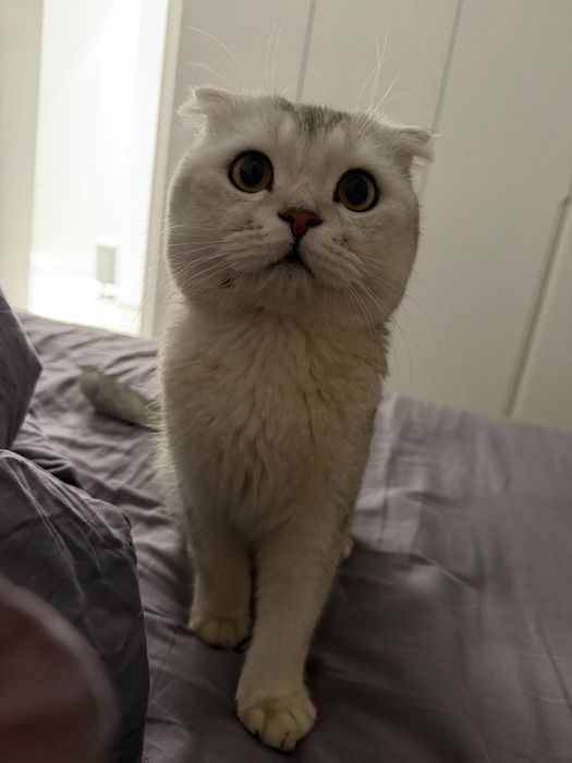 Вязка серибристая шиншилла