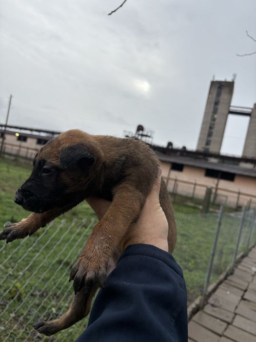 Белгийска овчарка (малиноа)