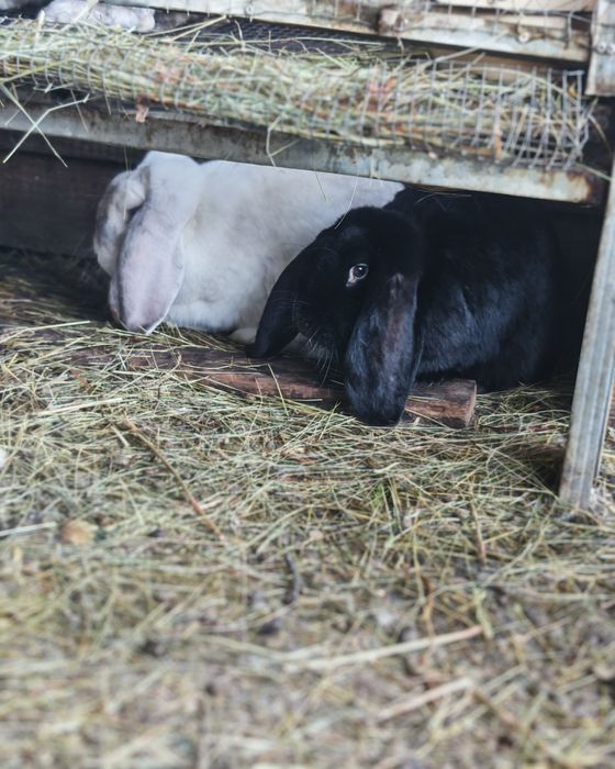 Френски качовати зайци