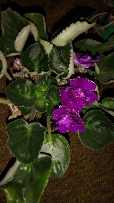 Фиалки цветущие взрослые.