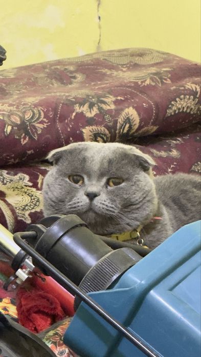 Ko'paytirish uchun Britanskiy Fold  (Vyazka xizmati)