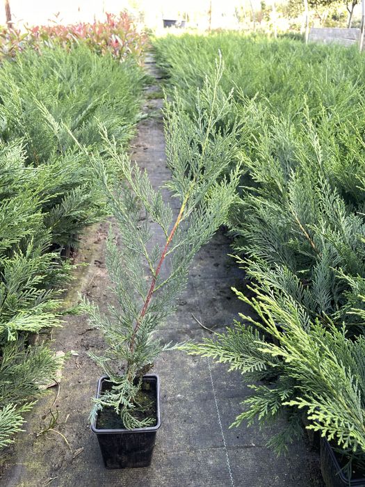 Super Oferta Photinia Red Robin&Leylandii gard viu BIHOR 50-60CM