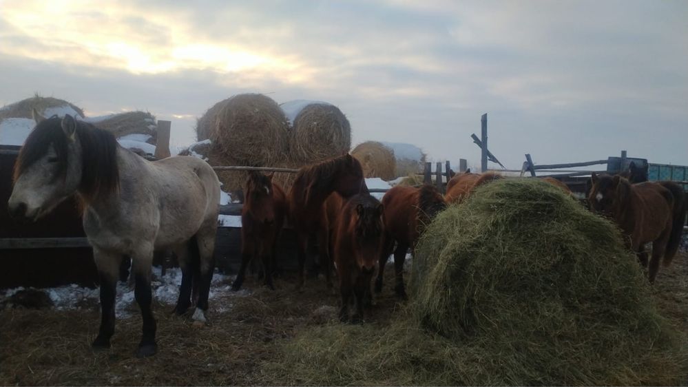 Продам косяк лошадей.