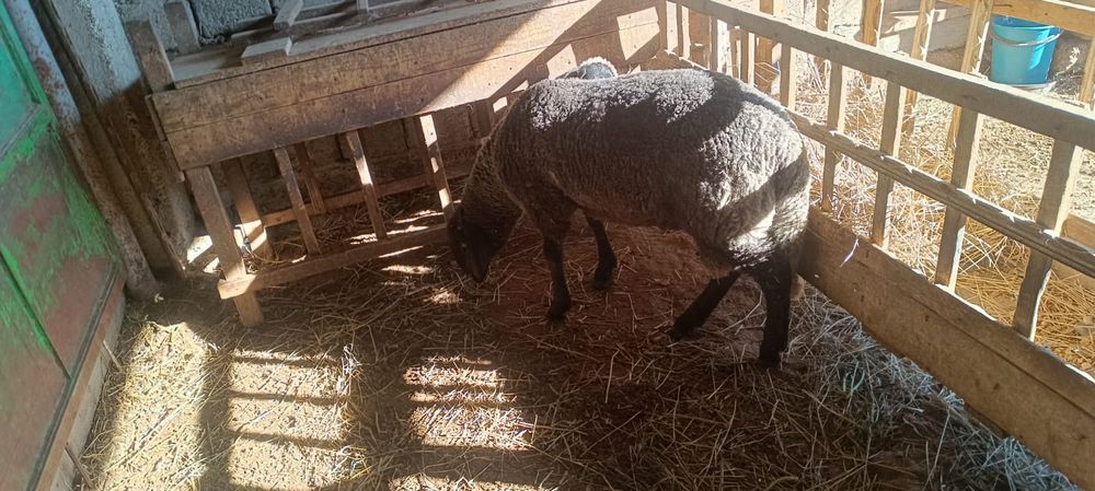 Vând berbecuț de anul acesta !