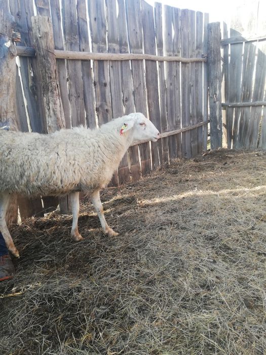 Продам двух баранов
