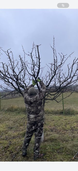 Taiere /Cosmetizare pomi fructiferi /posibilitate  tocat crengi