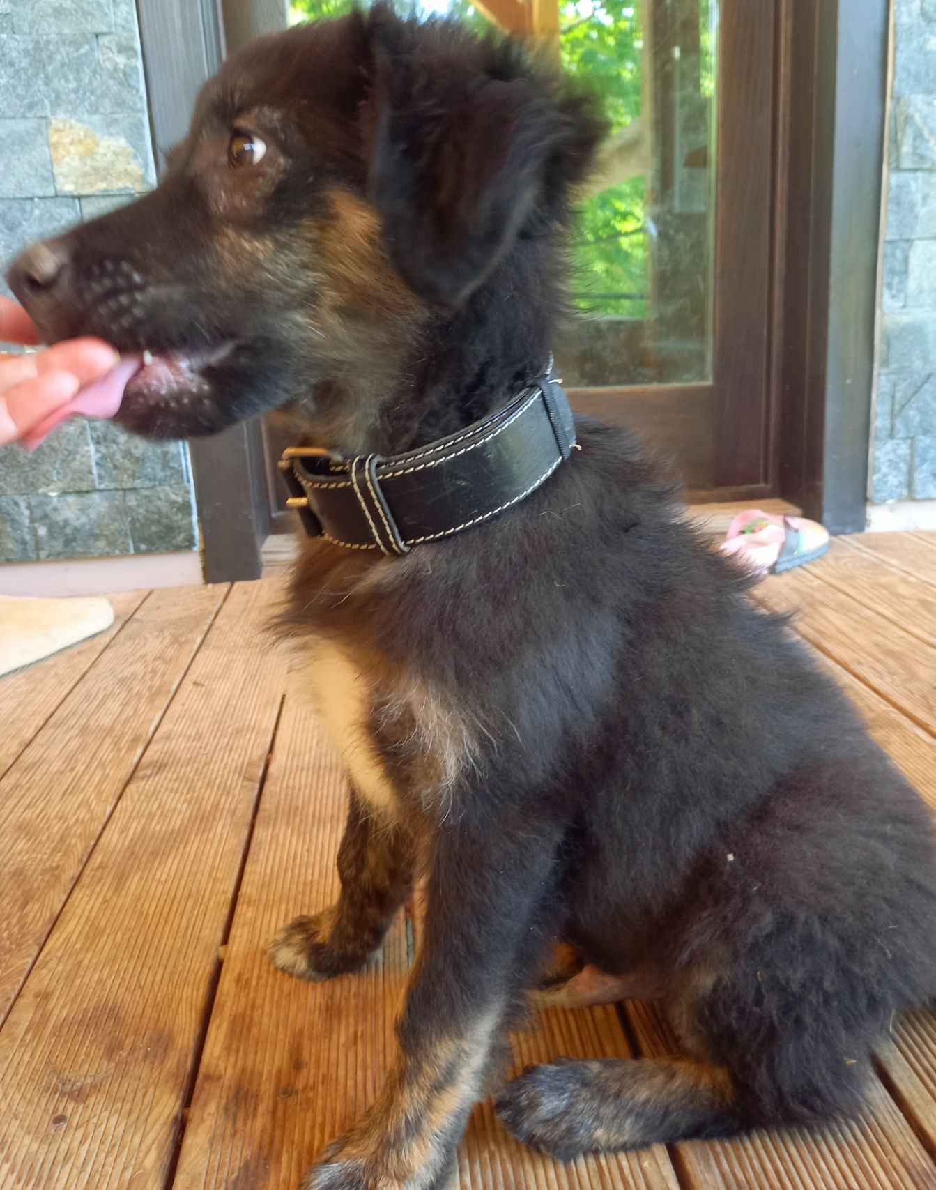 Dau spre adoptie 2 catelusi