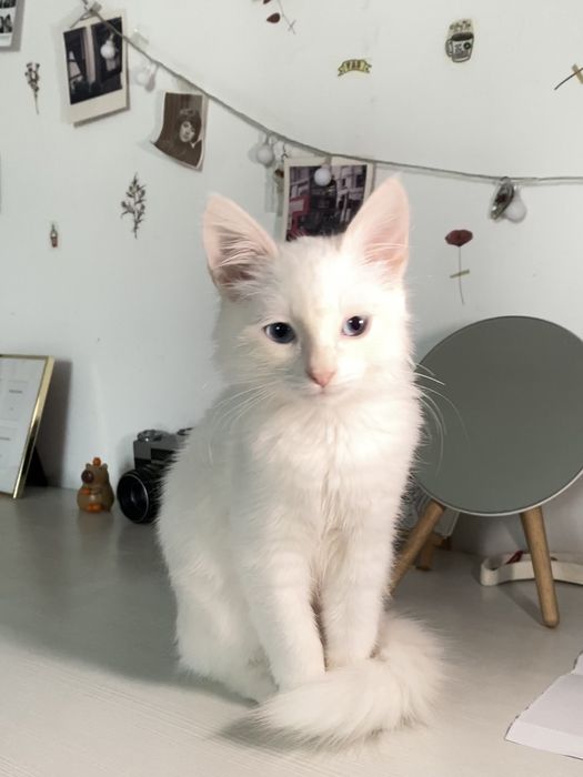 белый КОТЕНОК девочка