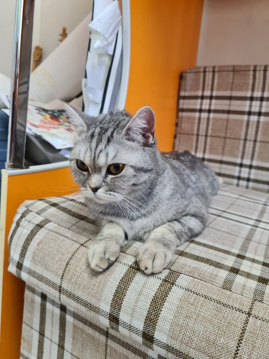 Продаем кошку пародистая кошка