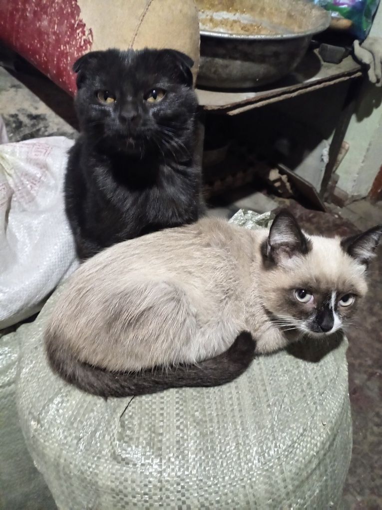 Котята балдежные