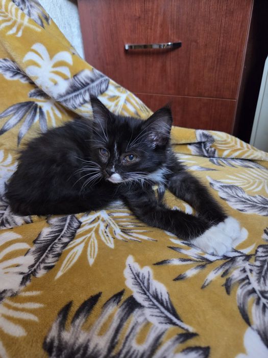 Отдам кошечку в добрые, любящие руки