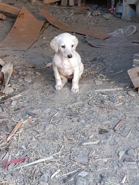 Күшік бір айлык линия сы бар рабочи иттерден шыккан