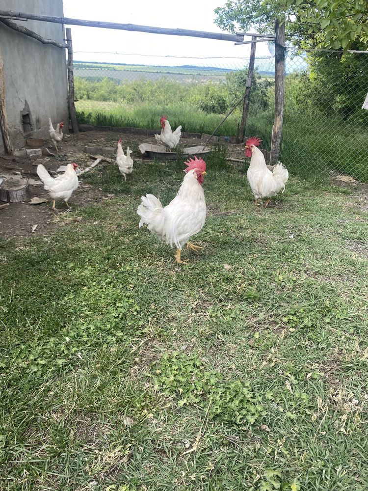 Оплодени яйца бял легхорн