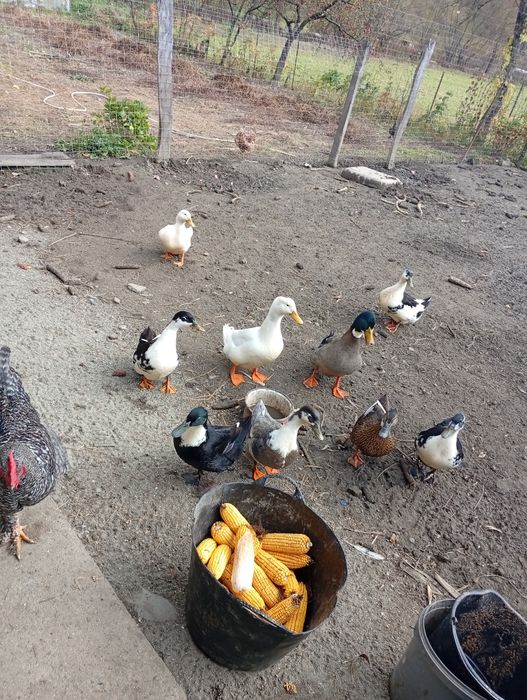 Vand 5 rate și un rățoi, 100 de lei bucata sau schimb cu puicuțe!