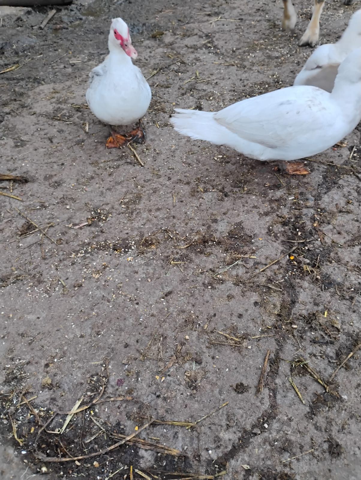 Rate mute și rățoi