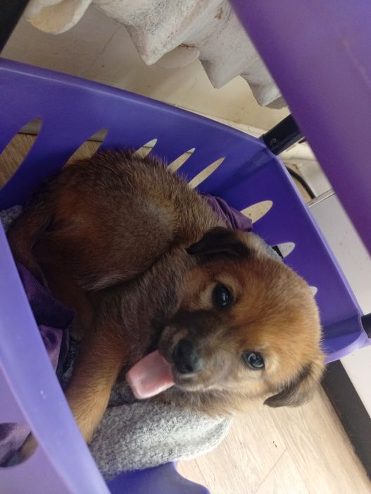 Бесплатно Щенок Девочка. Сергели