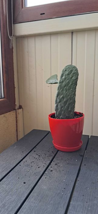 Кактуси, големи, красиви.