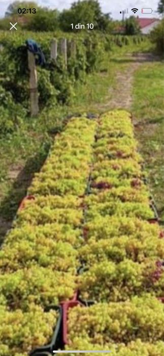 Vand struguri de vin