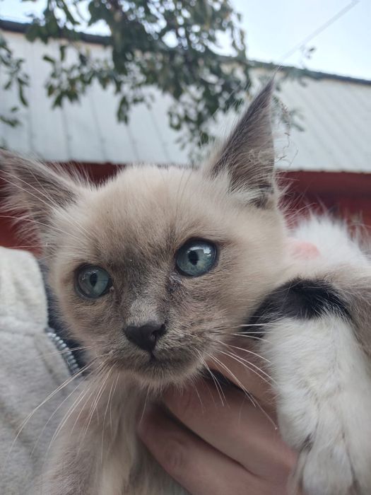 Котёнок девочка в добрые руки.