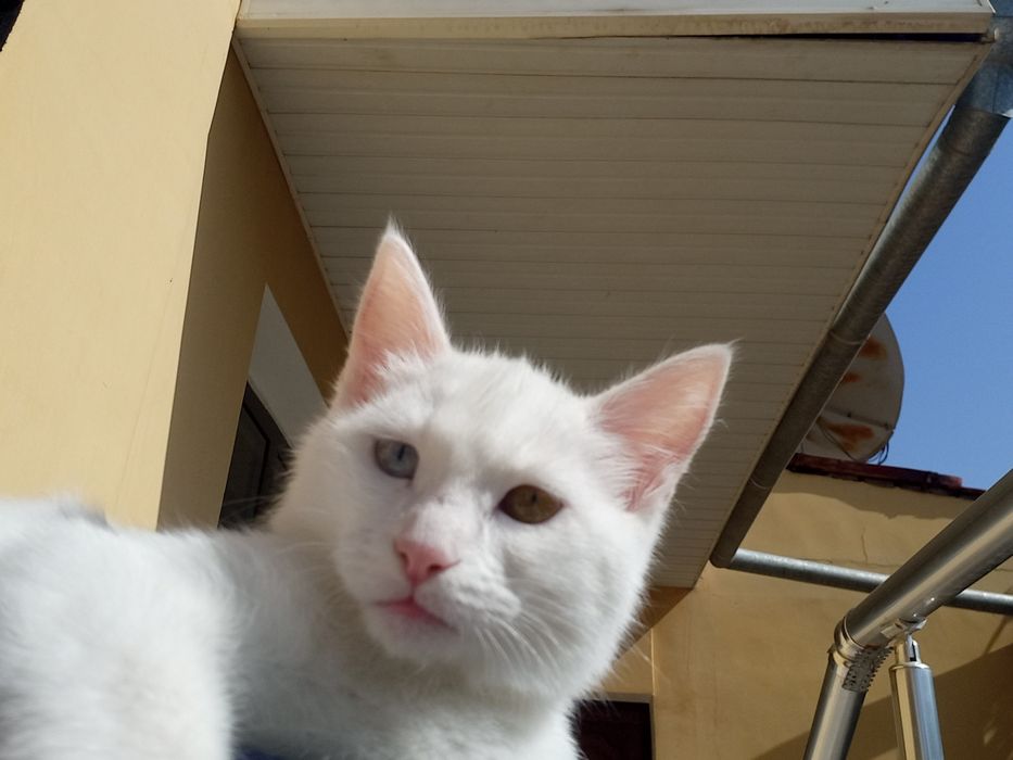 Мушукча сотилади зоти турк ангора