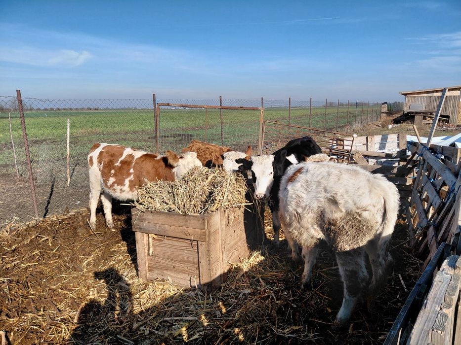 Vând  patru vitele baltate
