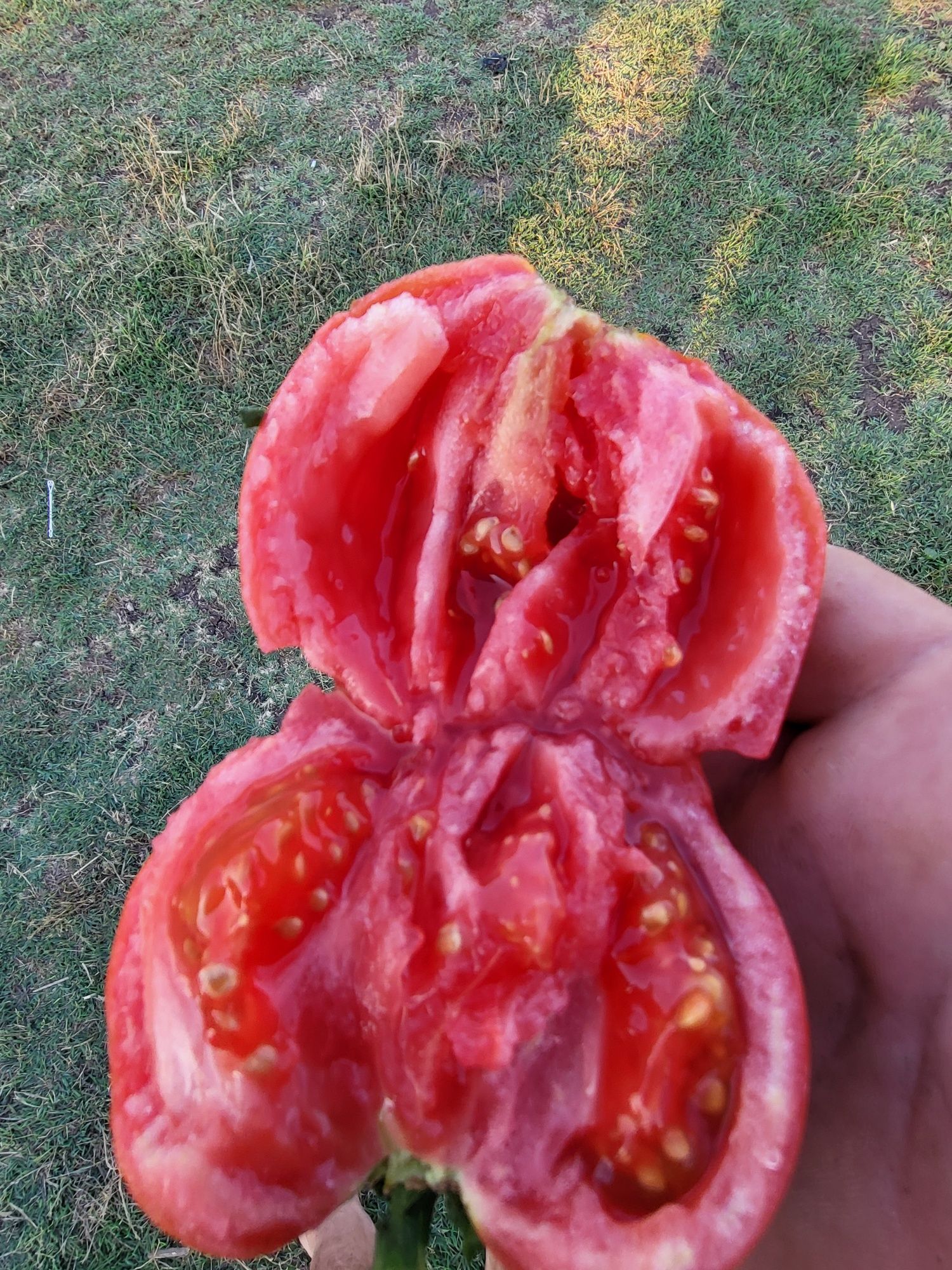 Домат регион Хасково