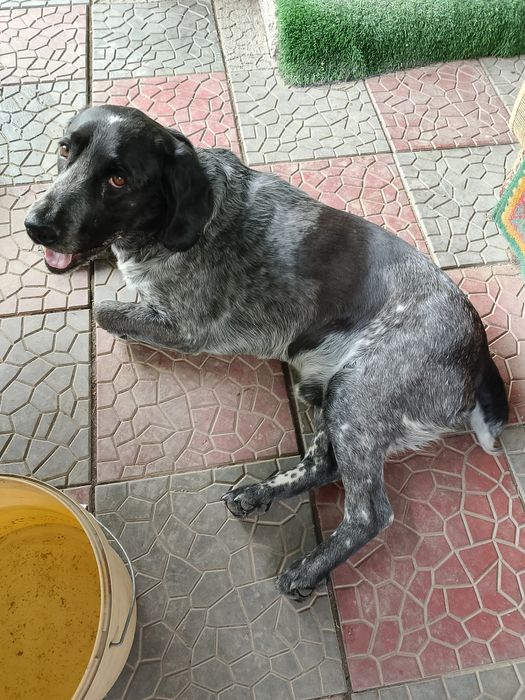 Молодой кабель , охотник, 2 года, ищет подругу для вязки.