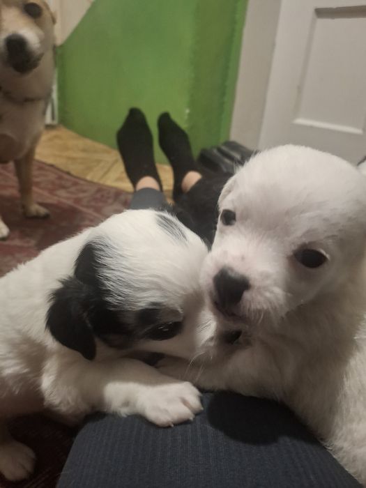 Подаряват се! За повече информация пишете ми !