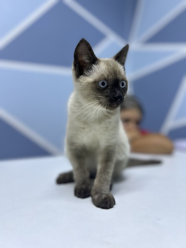 Котенок ищет дом