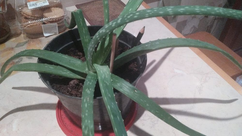 Алое сочный лечебный