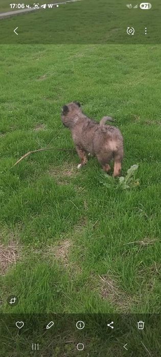 Продава се кавказка овчарка мъжко на два месеца