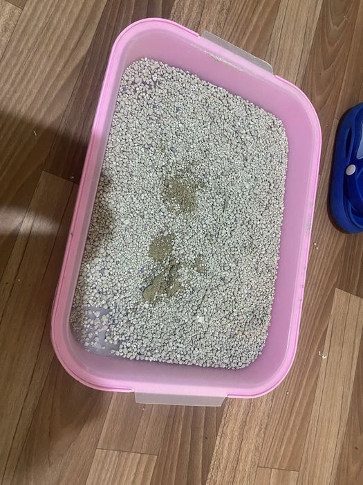 Самка Кошка (Не уличная!) Домик и Туалет в подарок