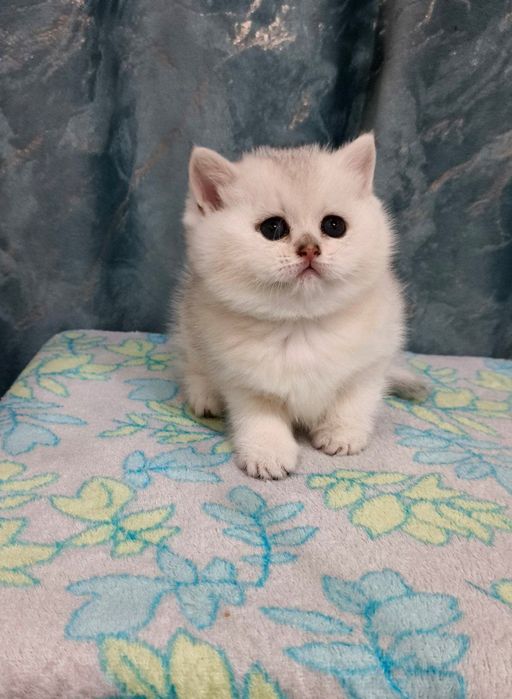 Скоттиш страйт серебристая шиншила девочка